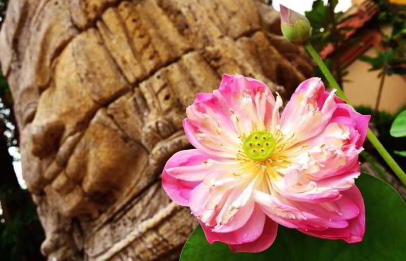Lotus Lodge Siem Reap Eksteriør billede